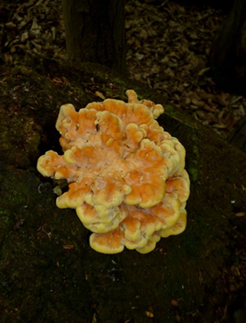 Maturing fruiting body on a sweet chestnut coppice stool at Gusted Hall Wood, Essex 